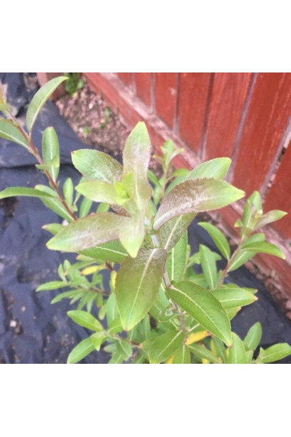 Верба Маунт Асо на штамбі молоді листочки